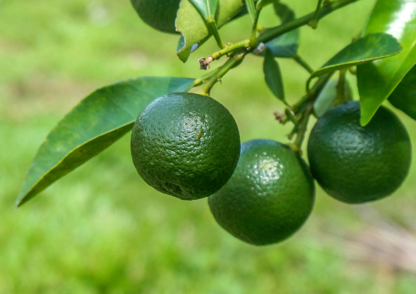 Lime Juice Powder - Unsulfured, Made from Raw Dried Citrus Fruit, Vegan, Bulk, Great for Juices, Smoothies, Yogurts, and Instant Breakfast Drinks, Contains Maltodextrin, No Sulphites