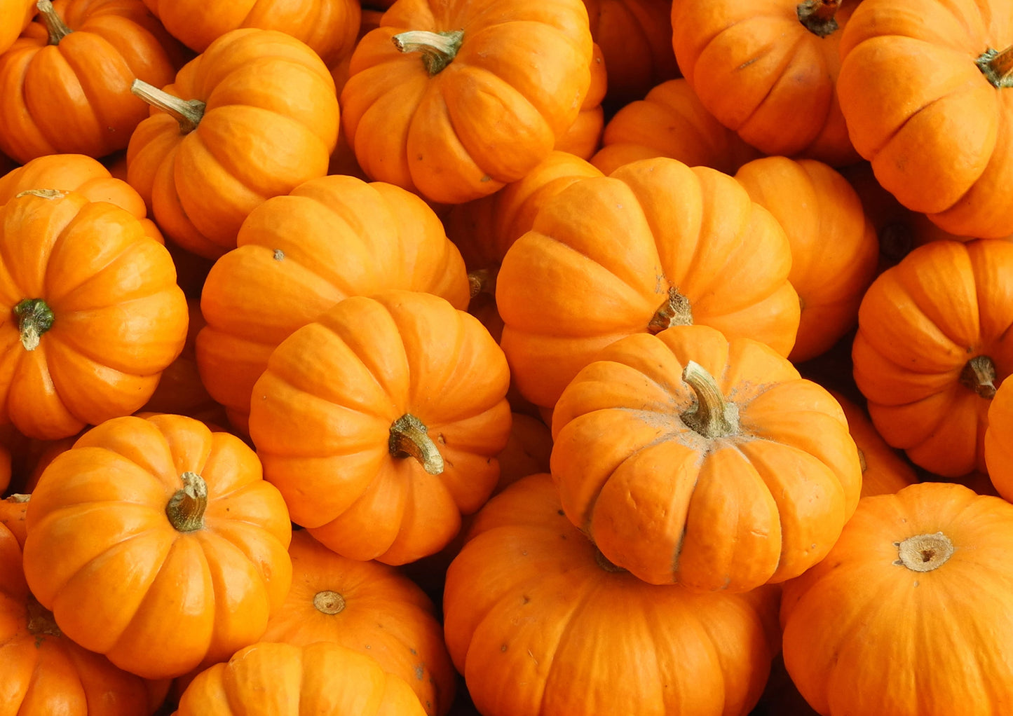 Organic Pumpkin Fruit Powder - by Food To Live