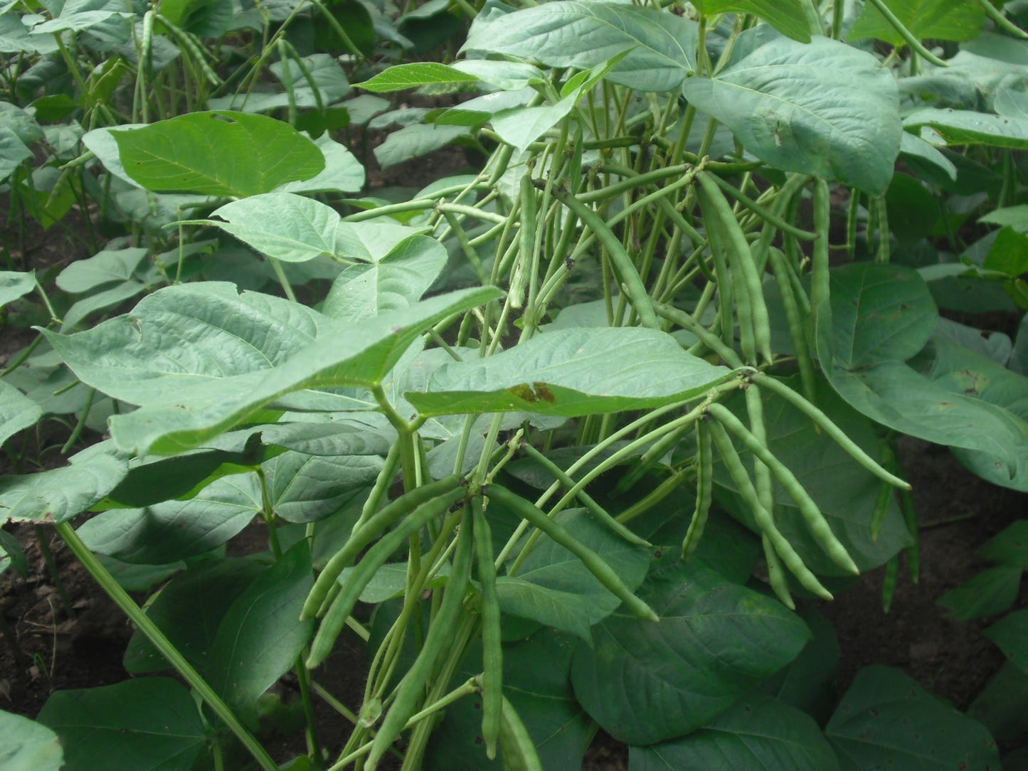Organic Mung Beans - Sprouting, Non-GMO, Kosher, Sirtfood, Bulk - by Food to Live