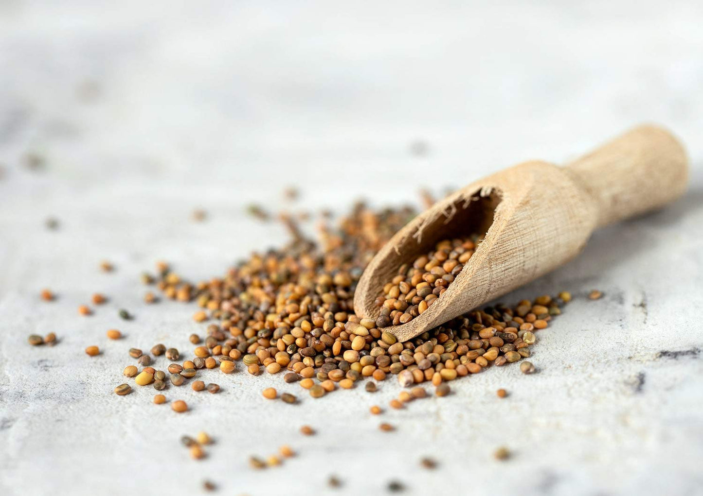 Organic Arugula Sprouting Seeds - by Food To Live