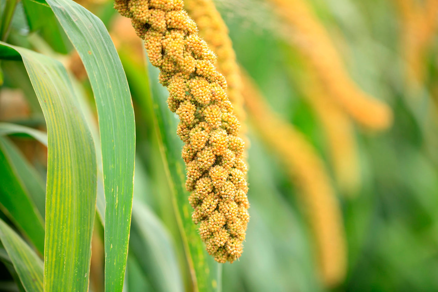 Hulled Millet - by Food To Live