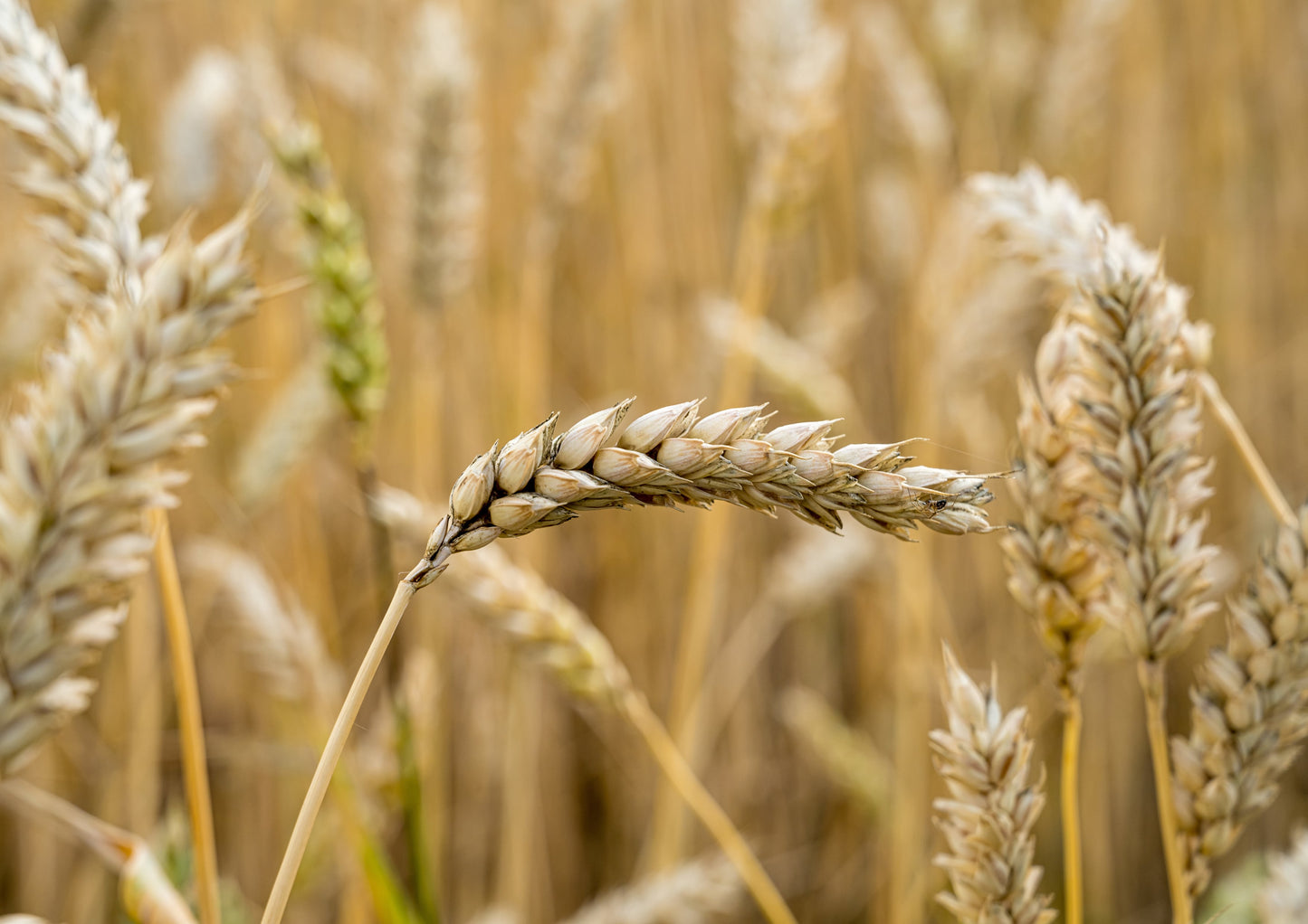 Organic Italian Steel Cut Farro - by Food To Live