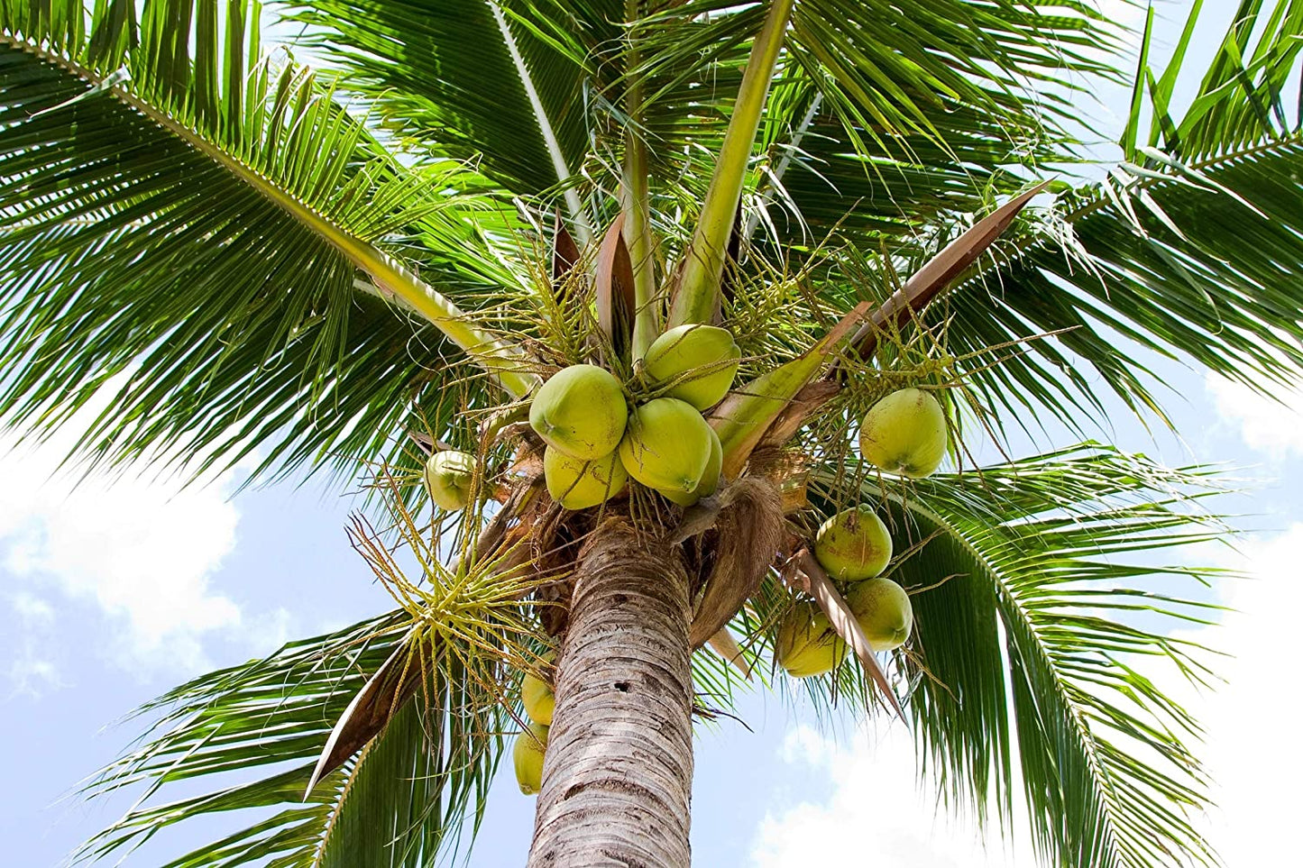Organic Shredded Coconut - by Food To Live