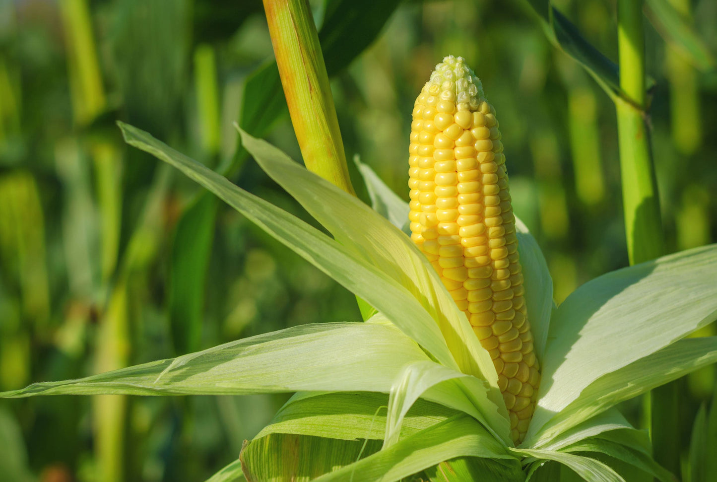 Organic Yellow Polenta - by Food To Live