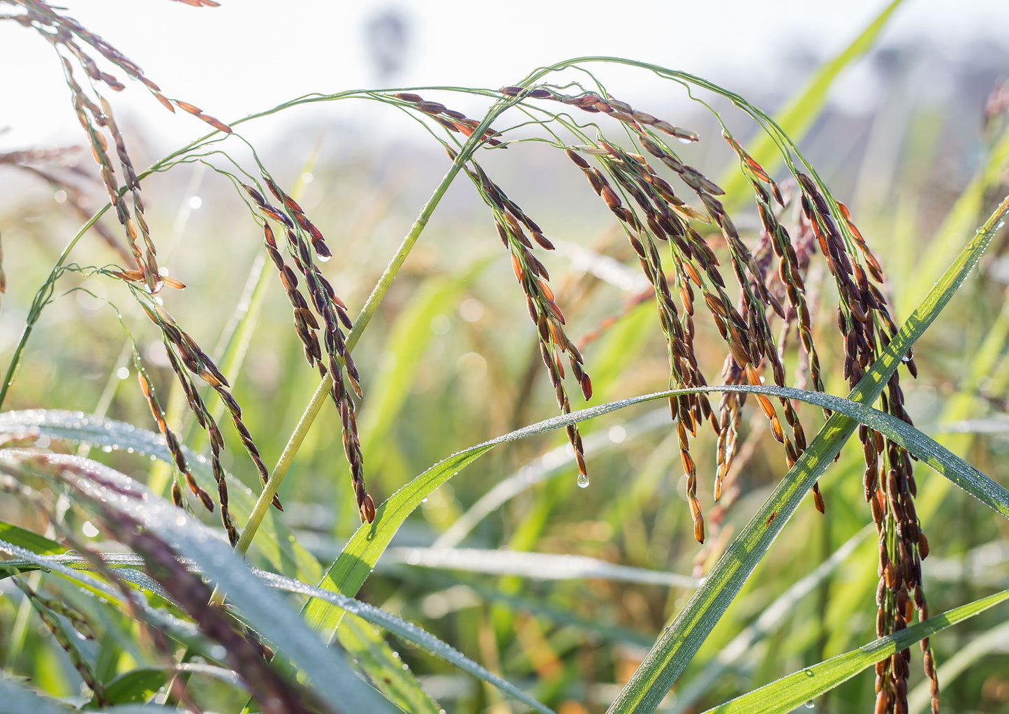 Purple Rice - by Food To Live