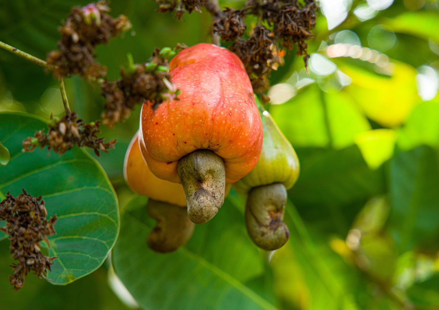Organic Dry Roasted Whole Cashews - by Food To Live