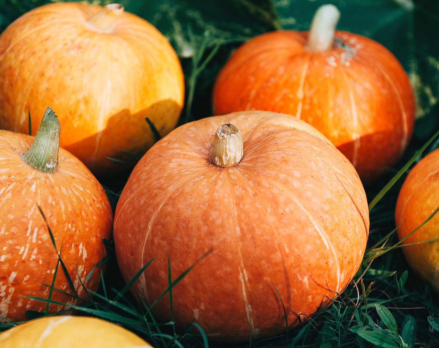 Organic Pumpkin Seeds Protein Powder - by Food To Live