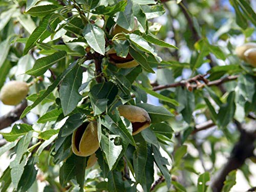 Organic Pistachios - by Food To Live