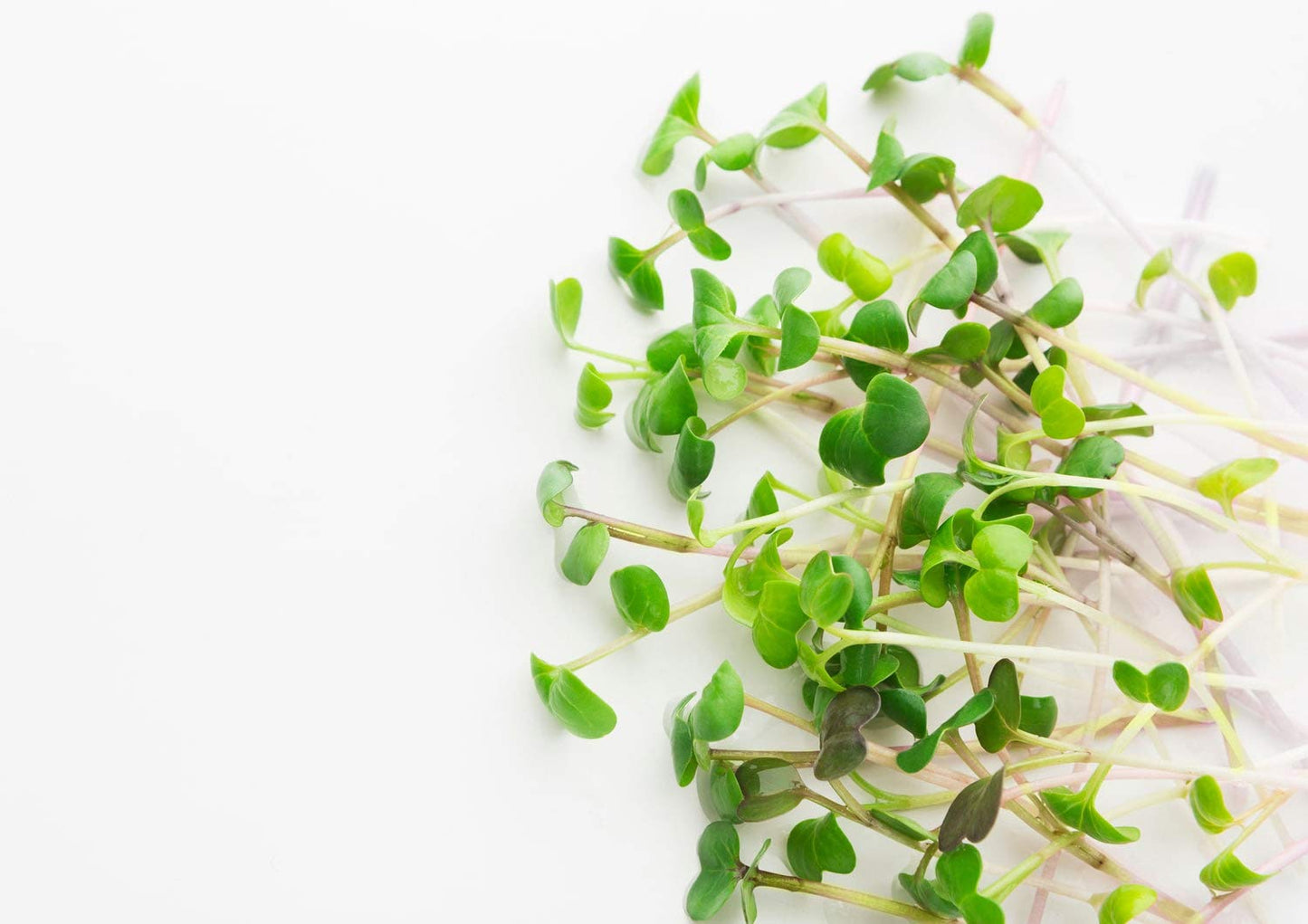 Organic Arugula Sprouting Seeds - by Food To Live