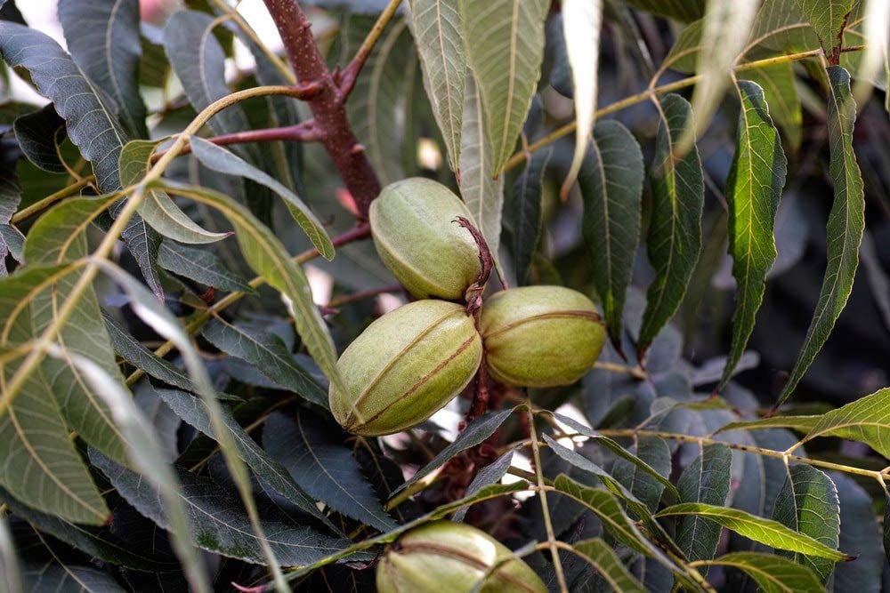 Organic Raw Pecan Pieces - by Food To Live