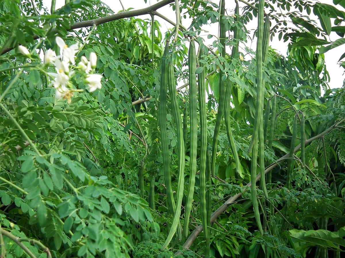 Organic Moringa Powder - by Food To Live