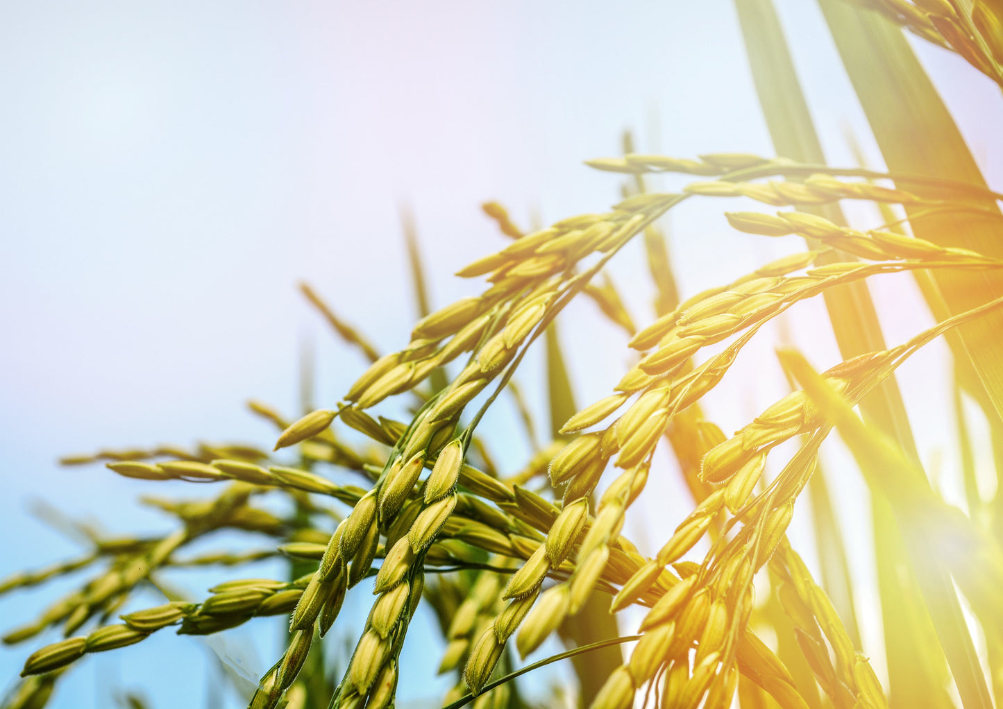 Short Grain White Rice - by Food To Live