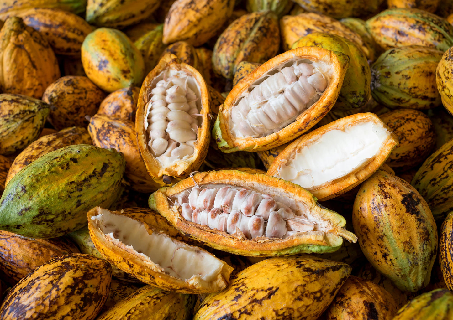 Raw Cacao Butter Wafers - by Food To Live