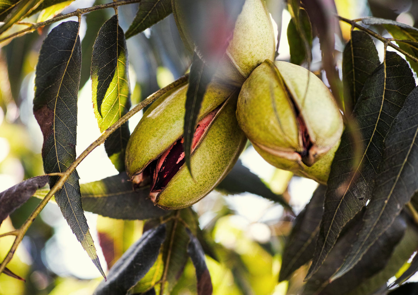 Dry Roasted Pecan Halves with Himalayan Salt - by Food To Live