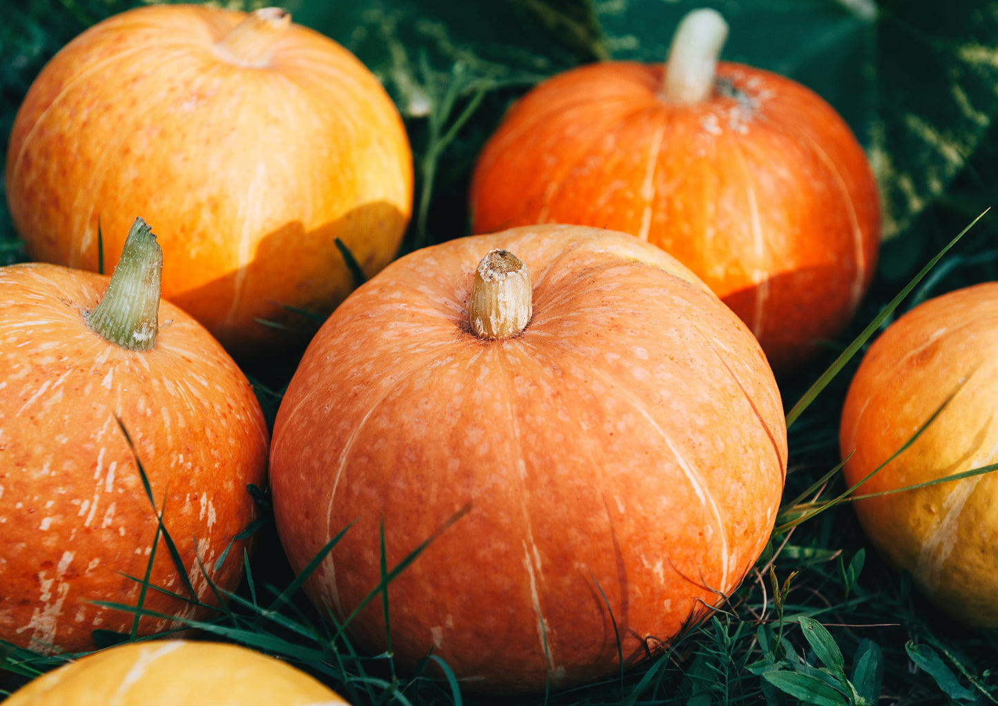 Dry Roasted Pumpkin Seed Kernels - by Food To Live