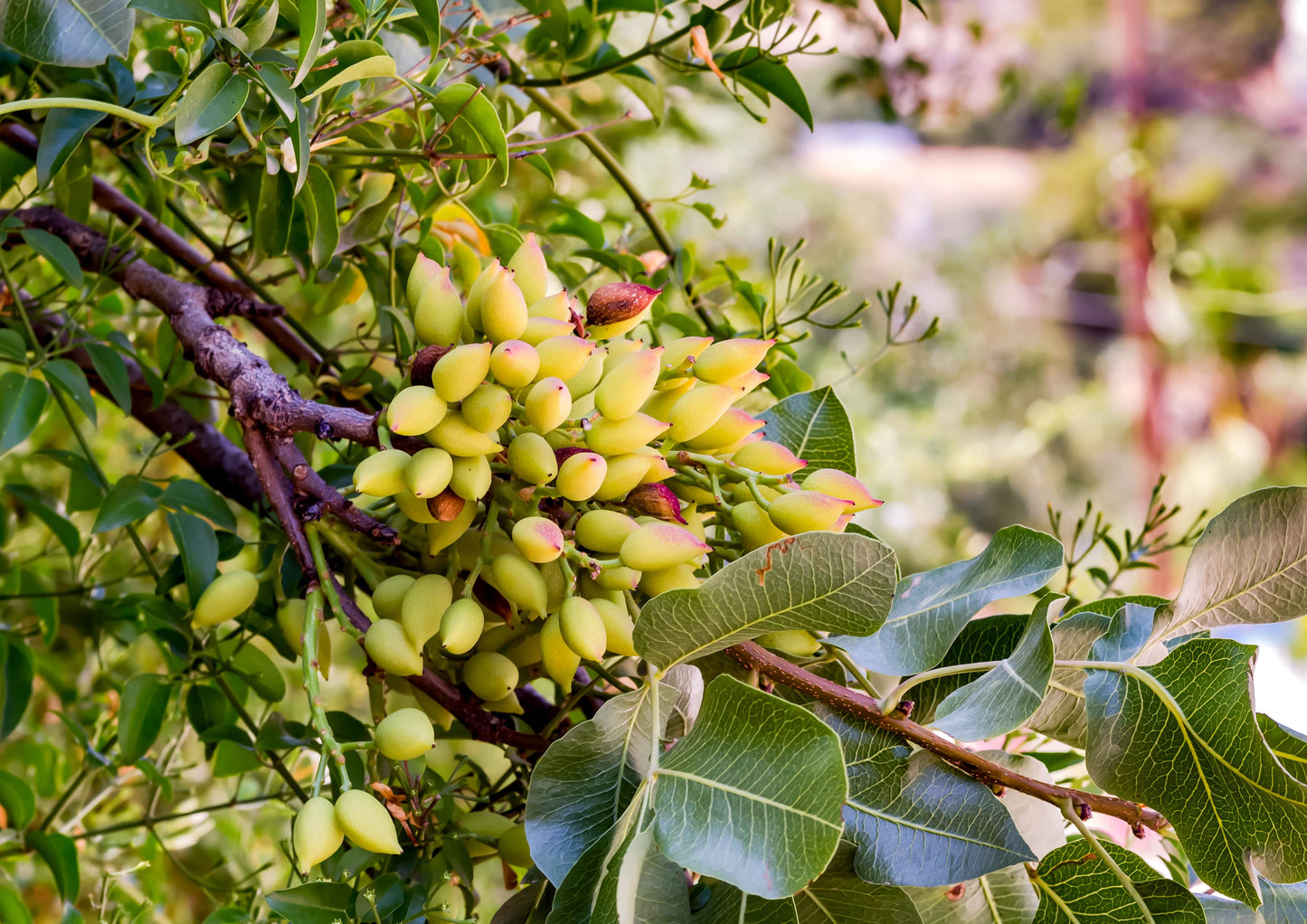 Dry Roasted Pistachio Kernels - by Food To Live