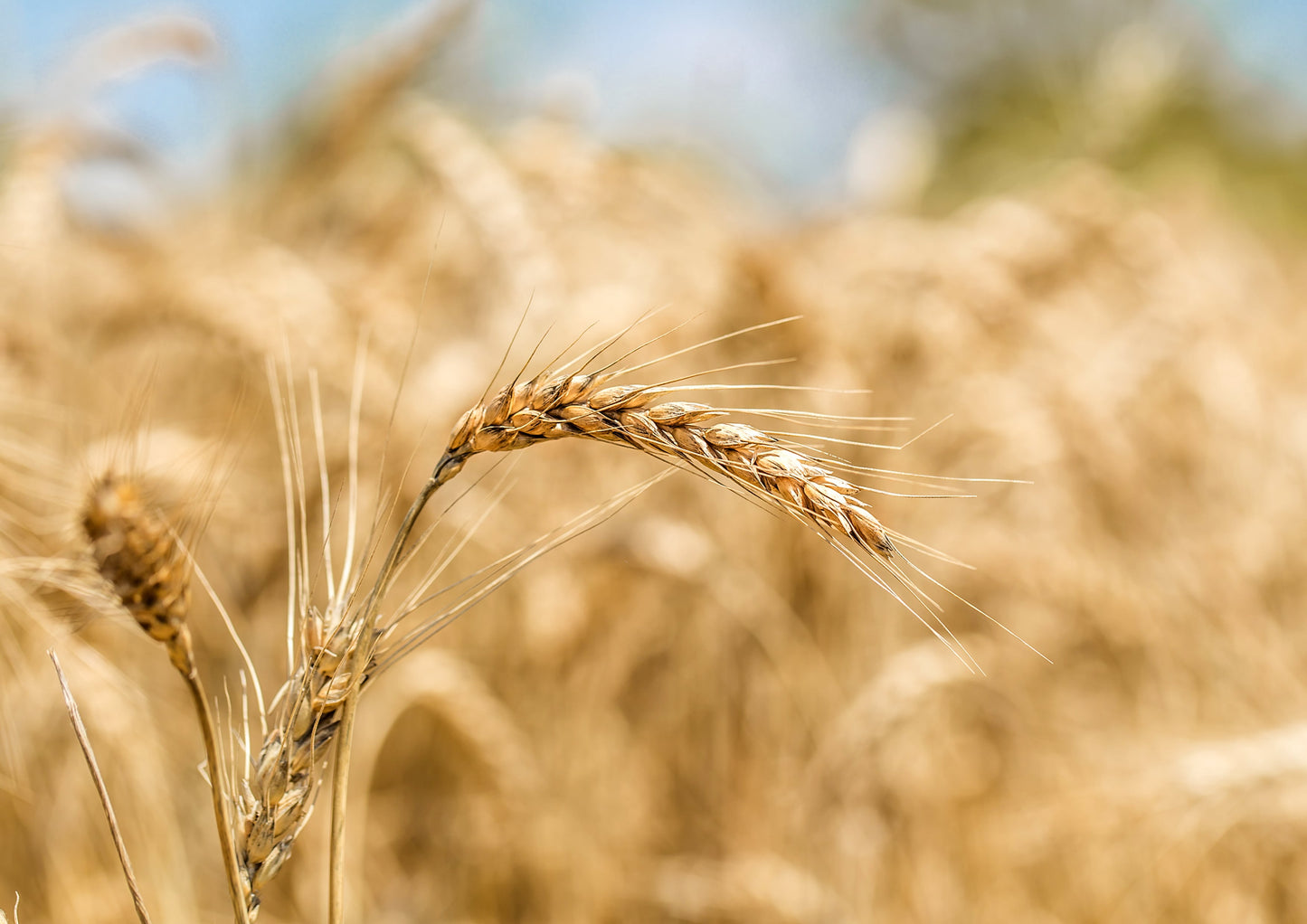 Organic Cracked Freekeh - by Food To Live