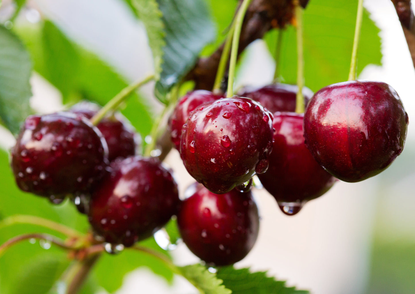 Organic Dried Unsweetened Sour Cherries - by Food To Live