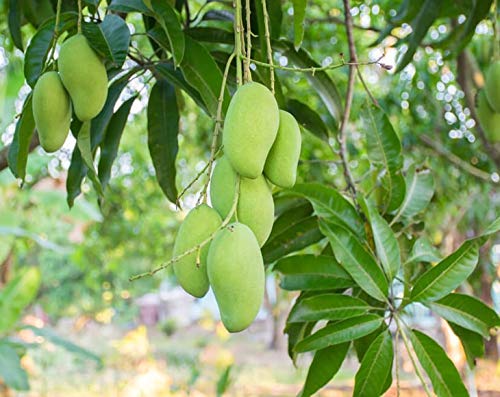 Dried Diced Mango - by Food To Live