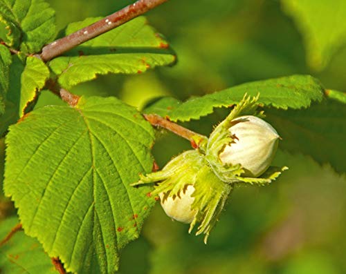 Hazelnuts / Filberts - by Food To Live