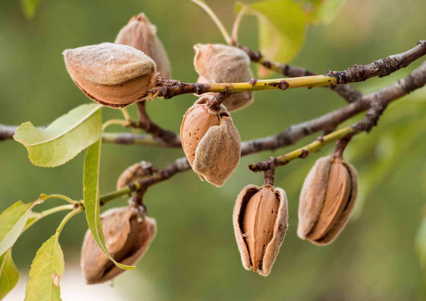 California Natural Sliced Almonds - by Food To Live