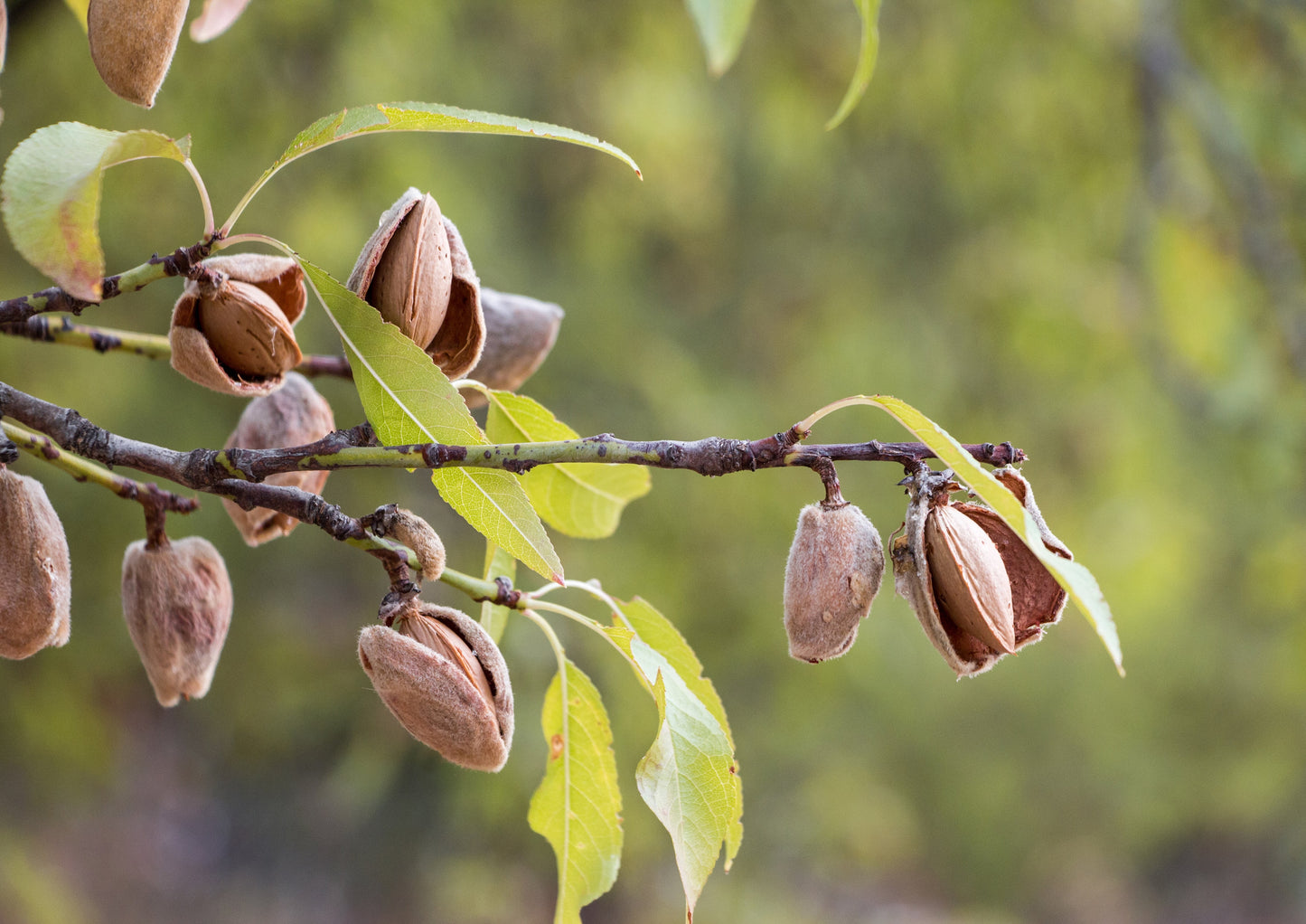 Organic Dry Roasted California Almonds with Himalayan Salt - by Food To Live