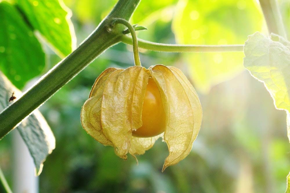 Organic Golden Berry Powder - by Food To Live