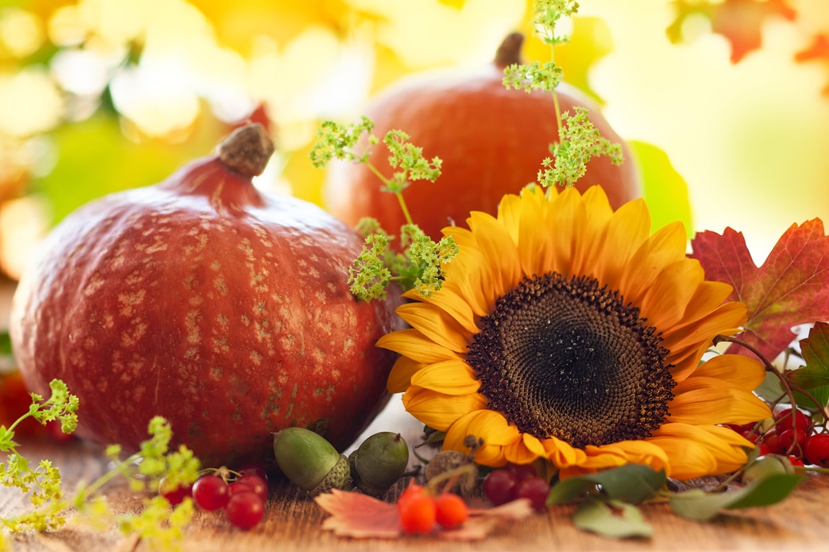 Organic Sprouted Seeds Mix - by Food To Live
