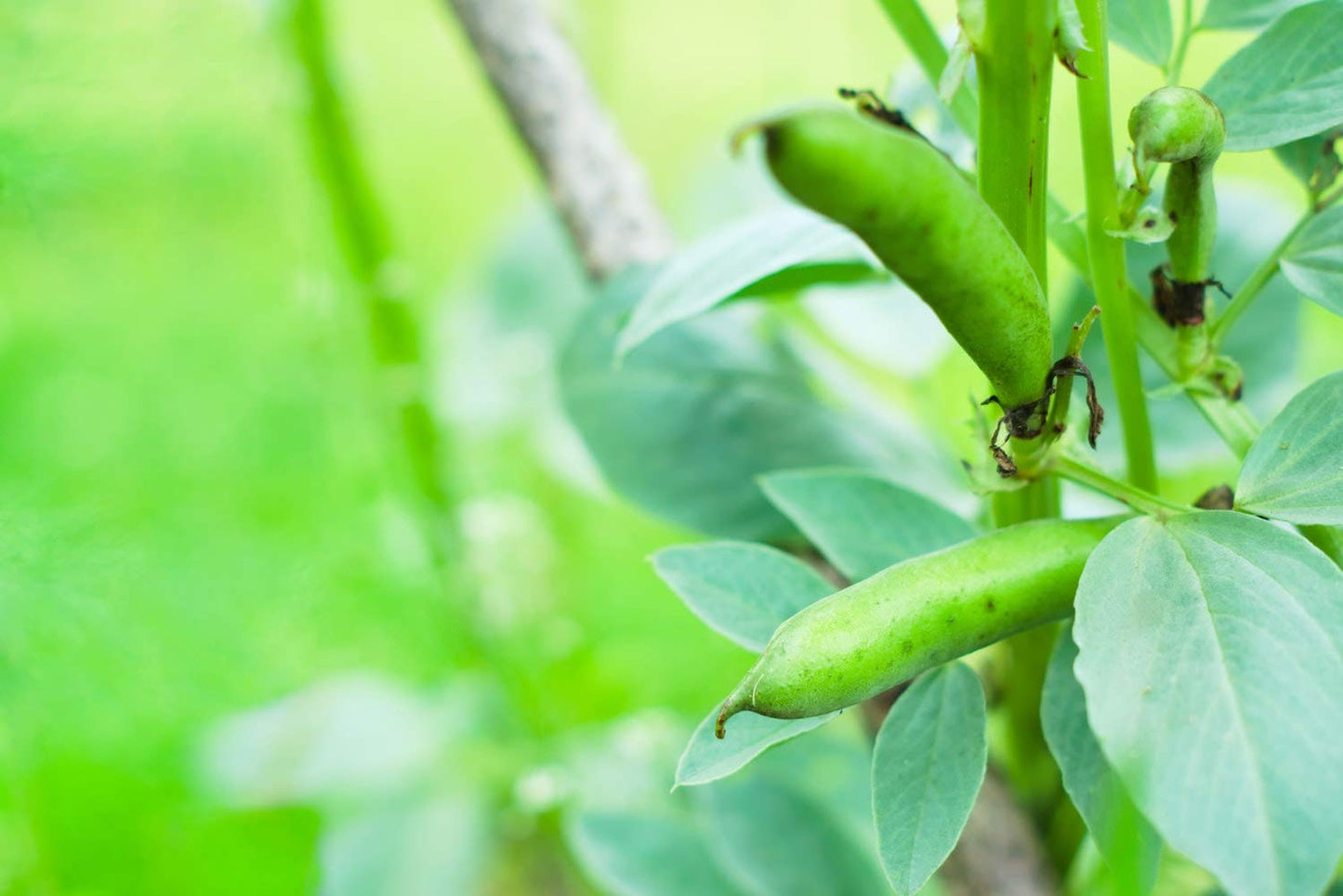 Organic Small Red Chili Beans - by Food To Live