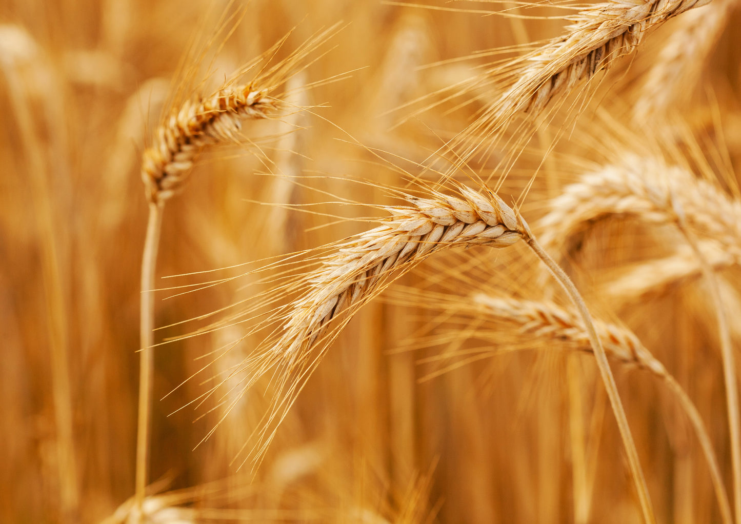 Organic KAMUT Khorasan Wheat Berries - by Food To Live