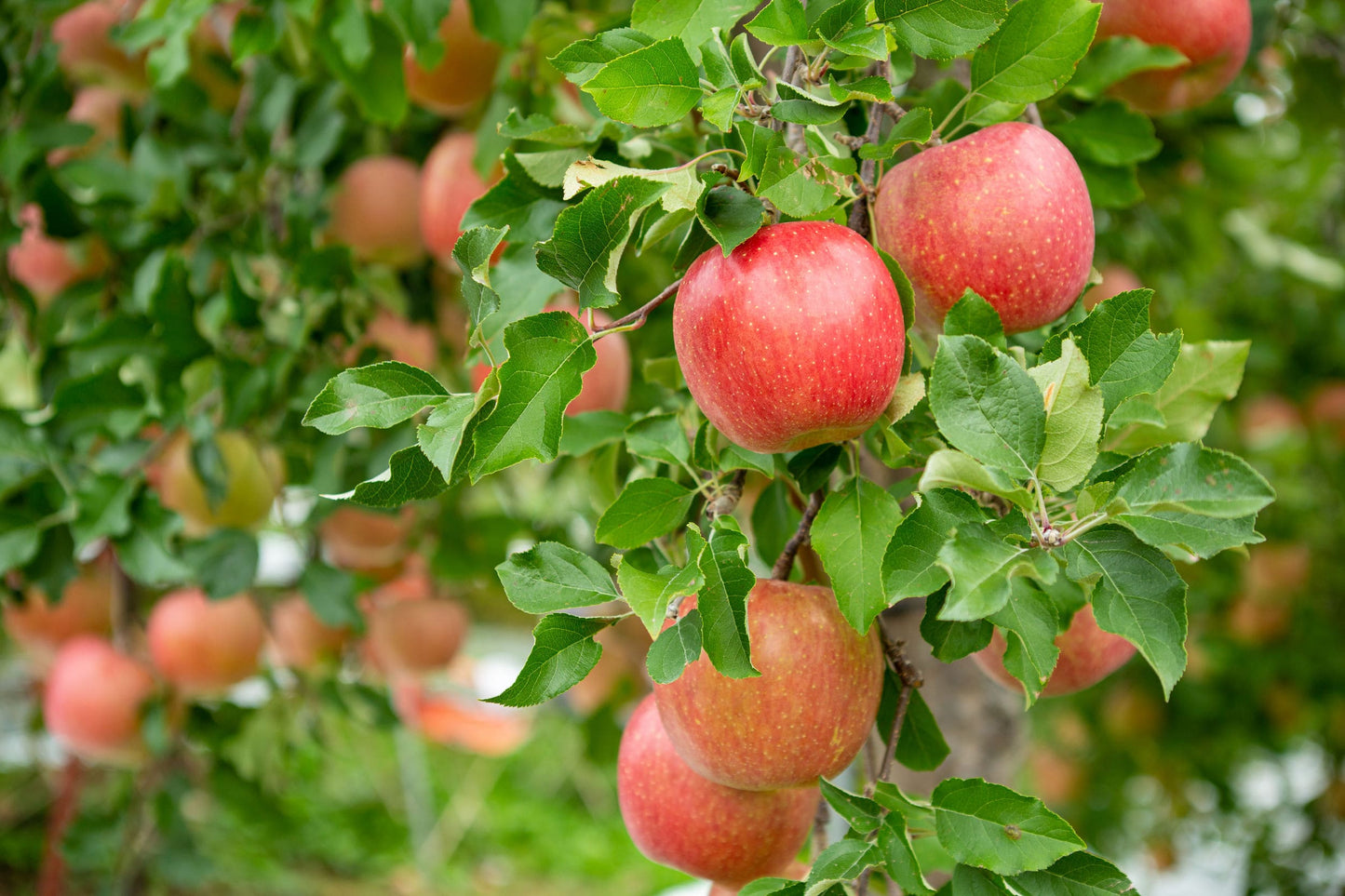 Apple Juice Powder - Unsulfured, Made from Raw Dried Fruit, Vegan, Bulk, Great for Juices, Smoothies, Yogurts, and Instant Drinks, Contains Maltodextrin