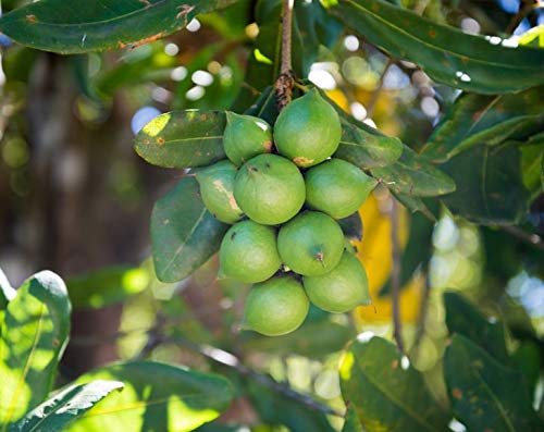 Organic Macadamia Nuts - by Food To Live