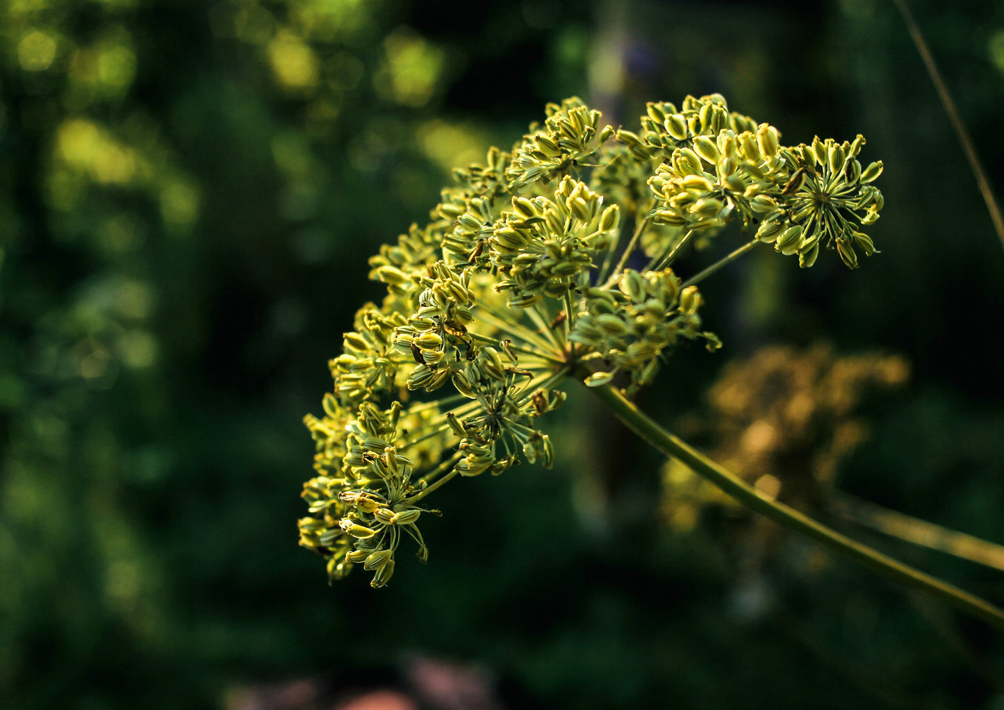 Cumin Seeds Whole - by Food To Live