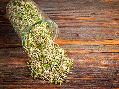 Radish Seeds for Sprouting - by Food To Live