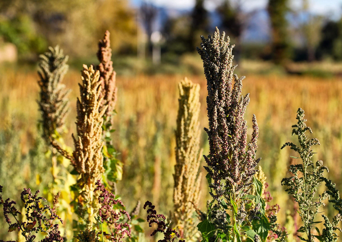 Black Quinoa - by Food To Live