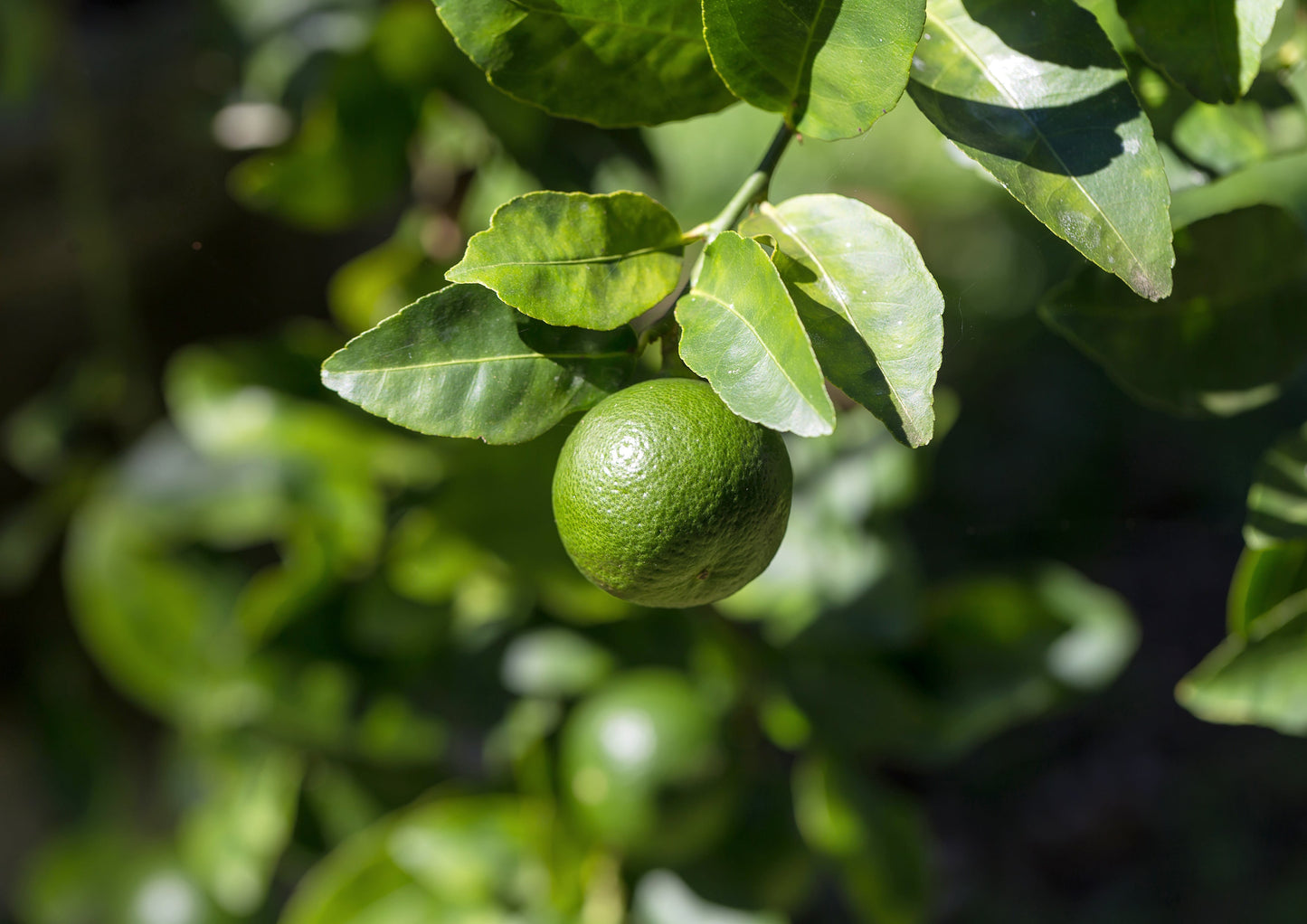 Organic Lime Powder - by Food To Live