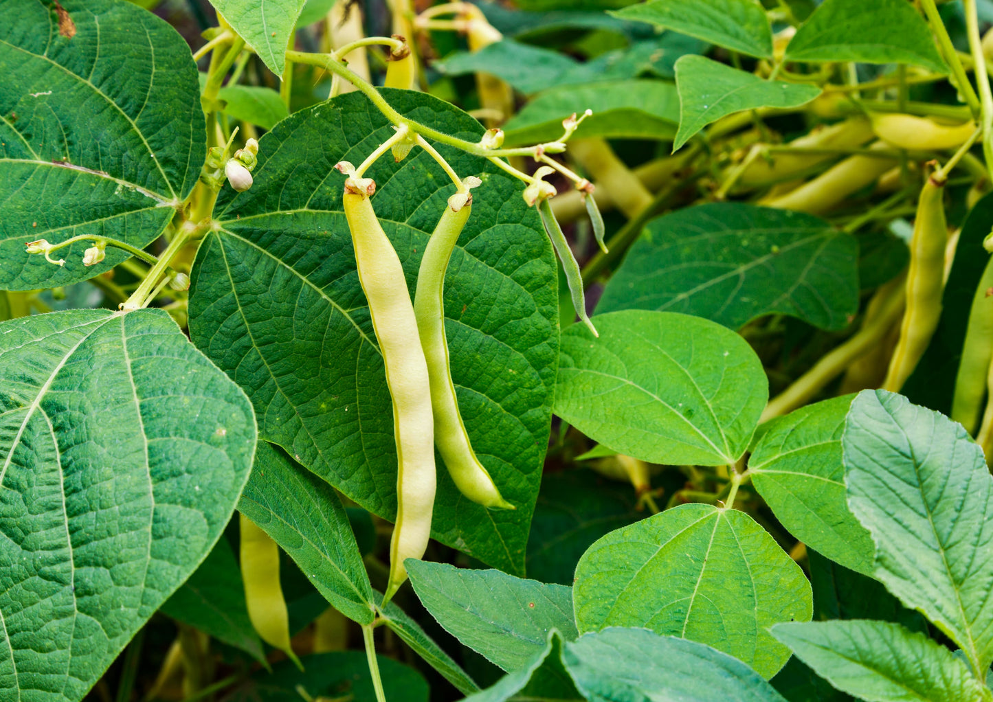 Organic Navy Beans - by Food To Live