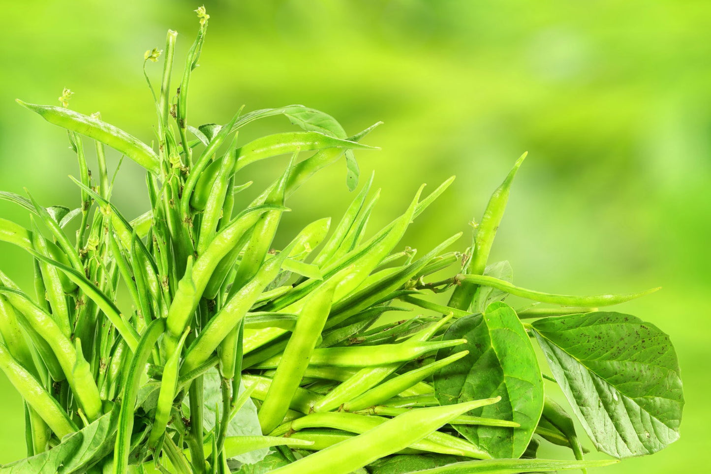 Organic Guar Gum Powder - by Food To Live