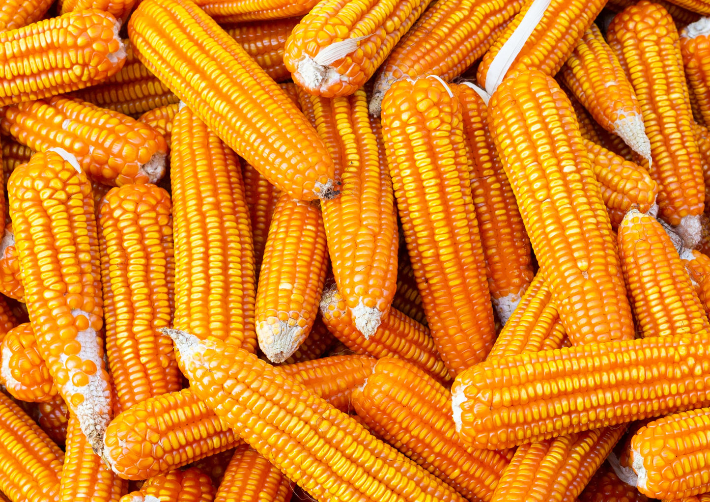 Organic Yellow Popcorn - by Food To Live