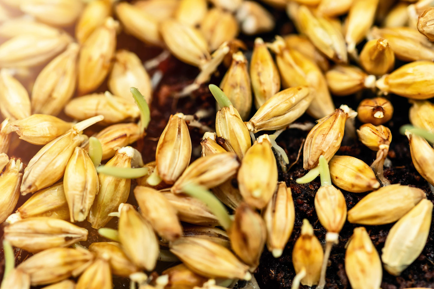 Sprouted Barley Powder - by Food To Live