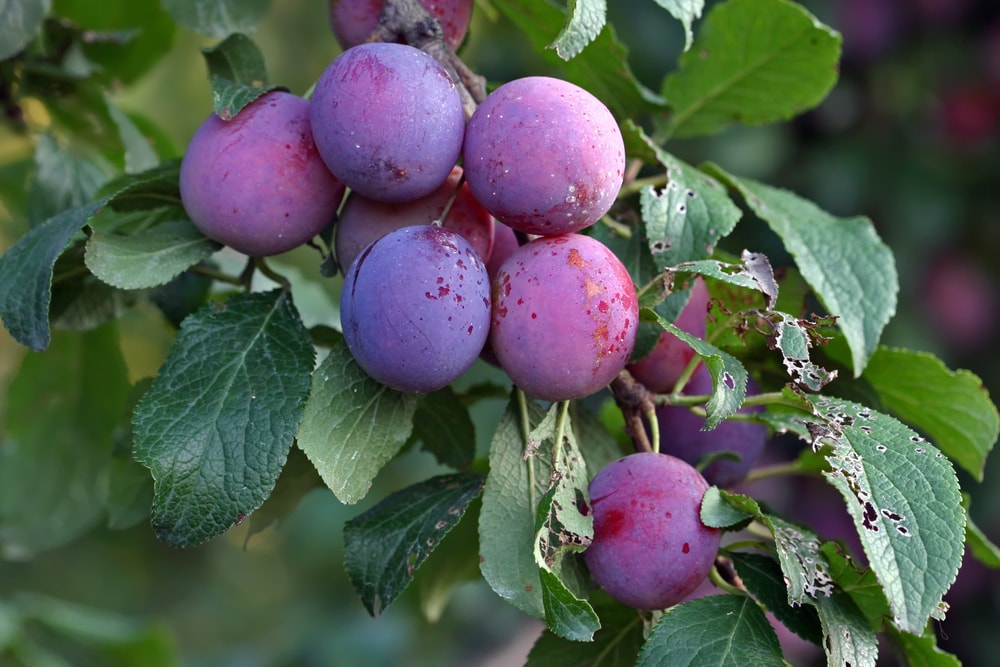 Pitted Prunes - by Food To Live