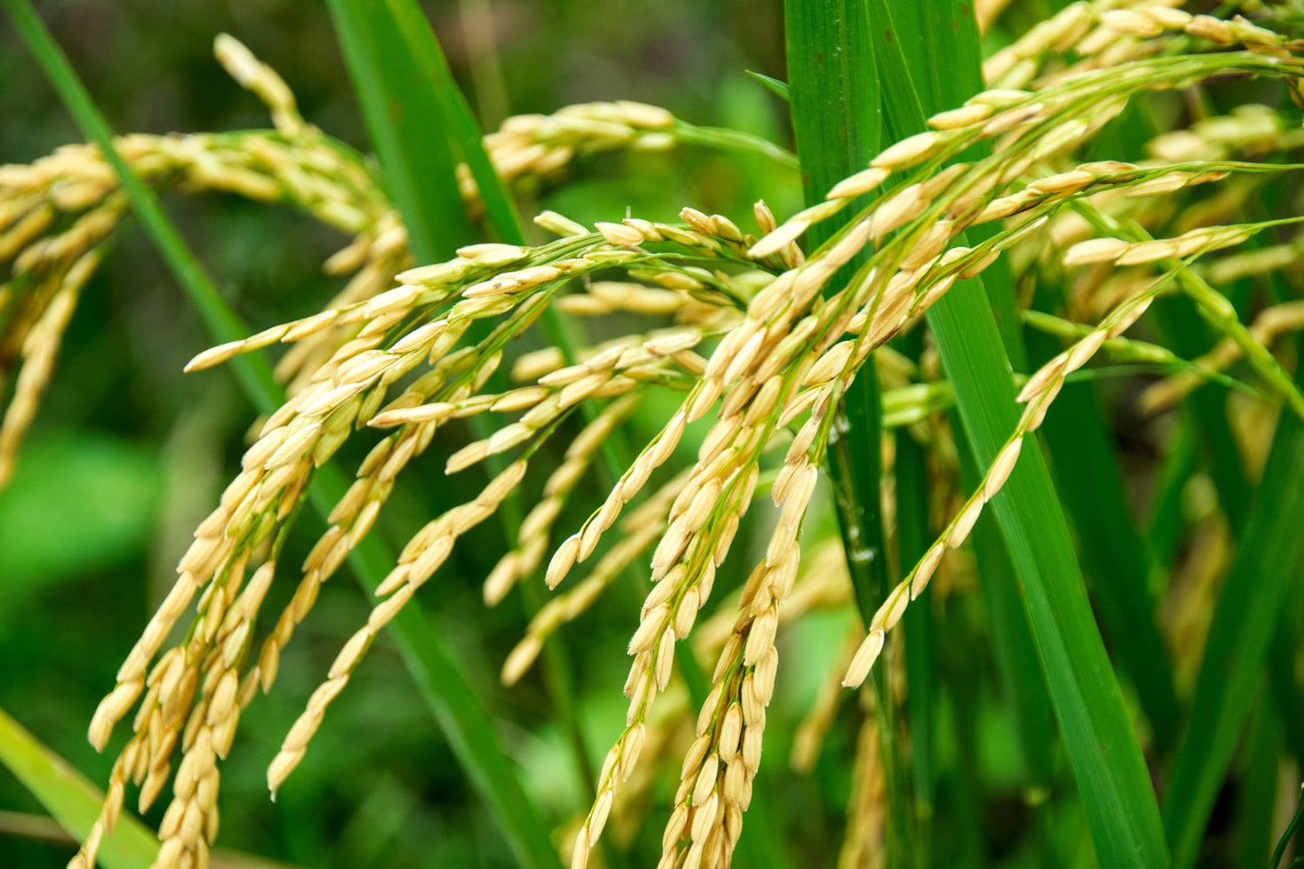 Organic Long Grain White Rice - by Food To Live