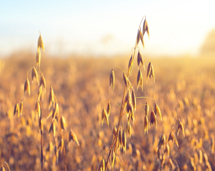 Organic Sprouted Oat Powder - by Food To Live