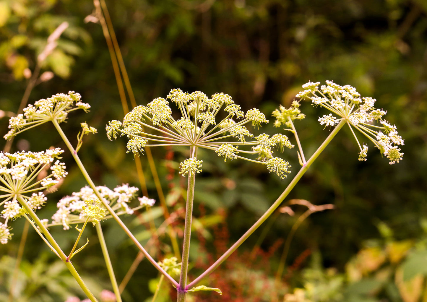 Cumin Powder - by Food To Live