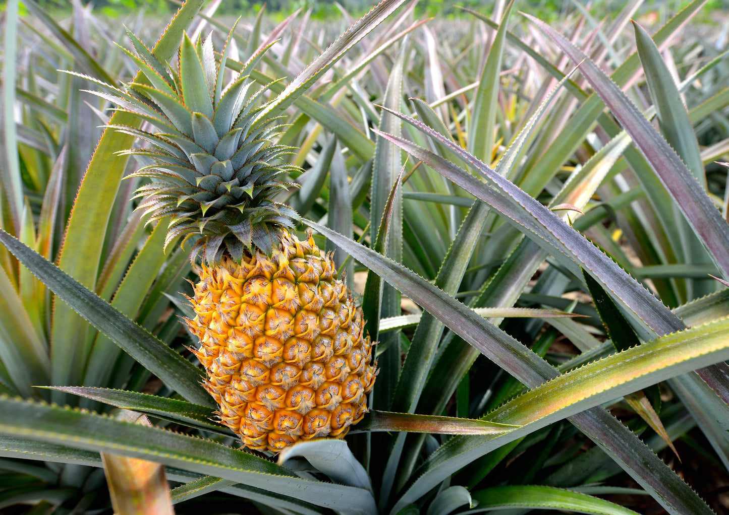 Organic Pineapple Powder - by Food To Live