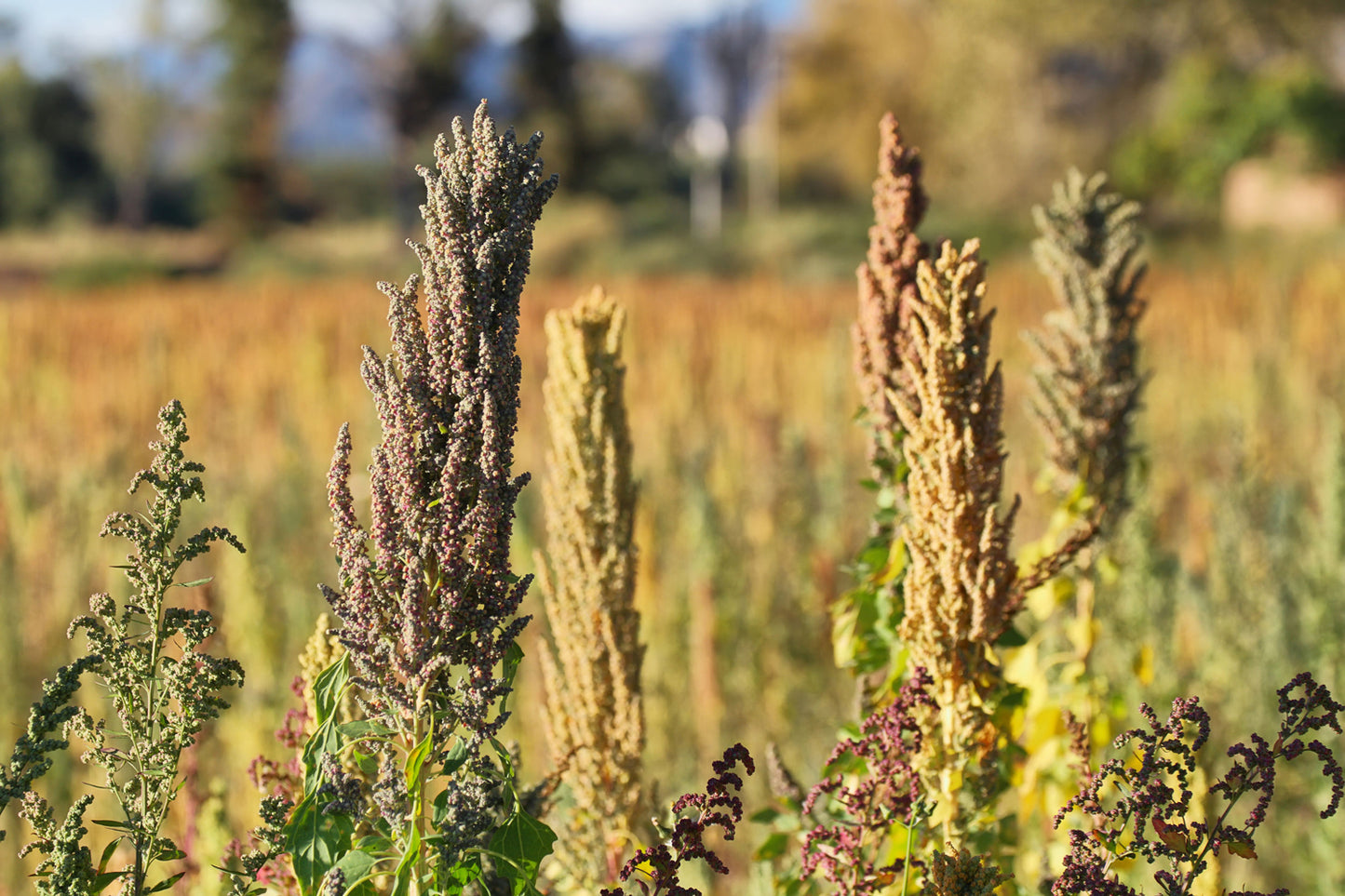 Organic Black Quinoa - by Food To Live