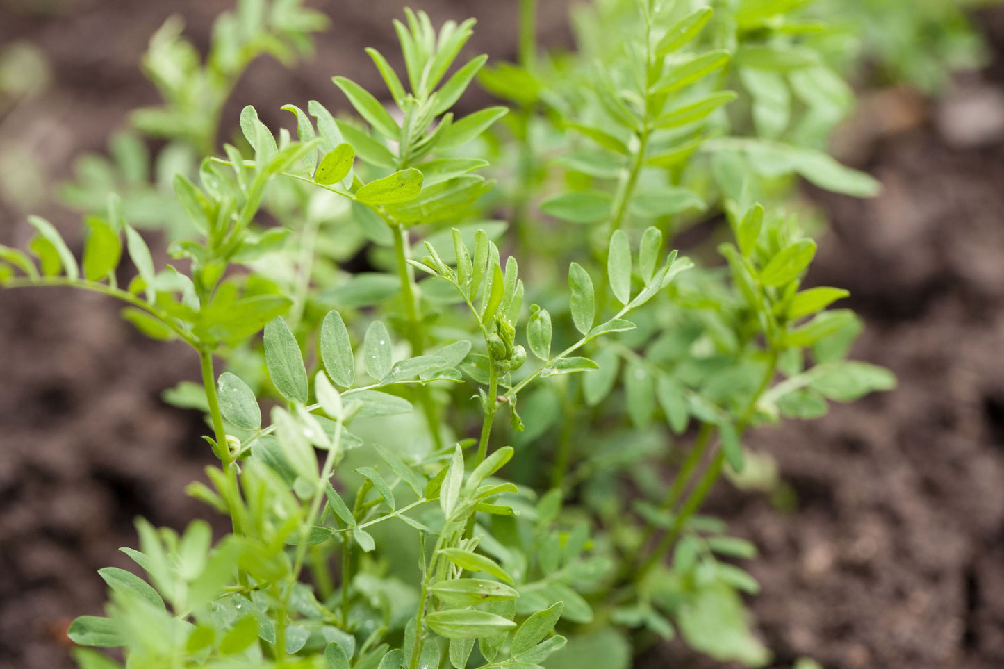 Organic Yellow Split Lentils - by Food To Live