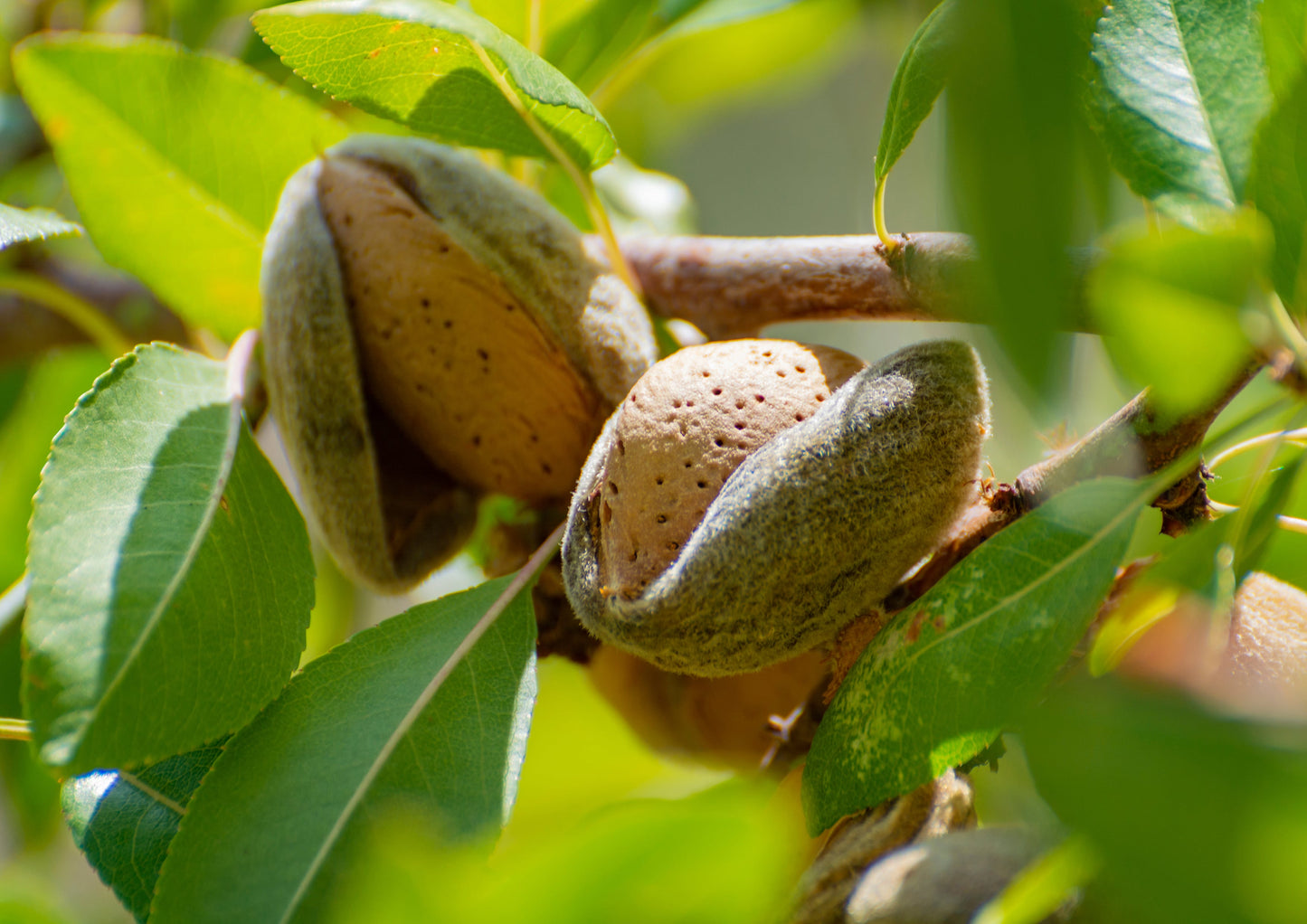 Dry Roasted California Almonds - by Food To Live