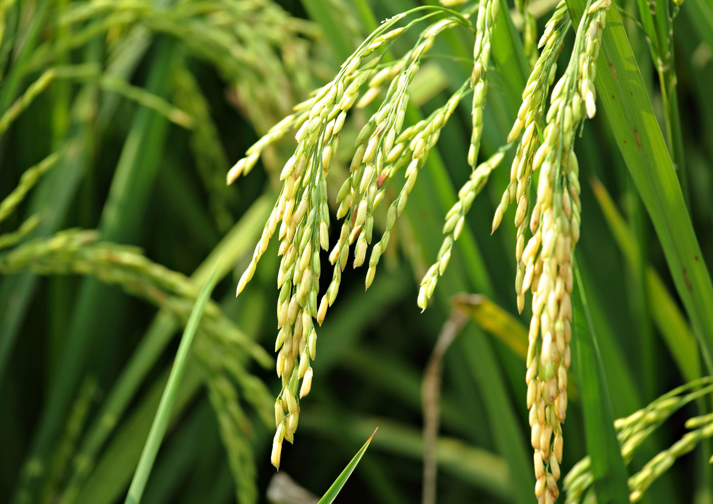 Long Grain White Rice - by Food To Live