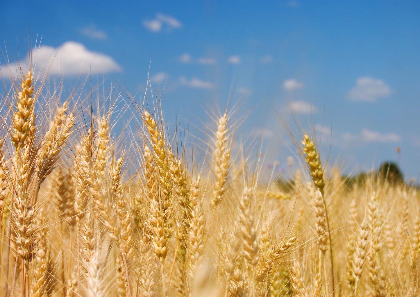 Organic Cracked Rye Berries - by Food To Live